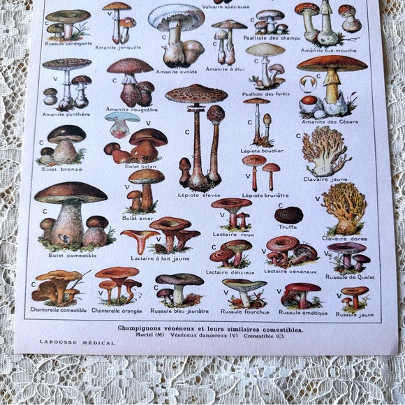 Vintage French Champignons Mushroom Fungi Chart 8x10 - Picture 3 of 3